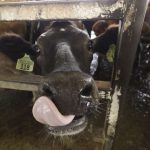 Raw milk permit reinstated to West Jordan dairy farm that was linked to illness