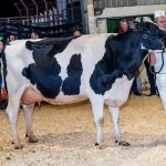 SW Scotland Dairy Show attracts new and quality entries