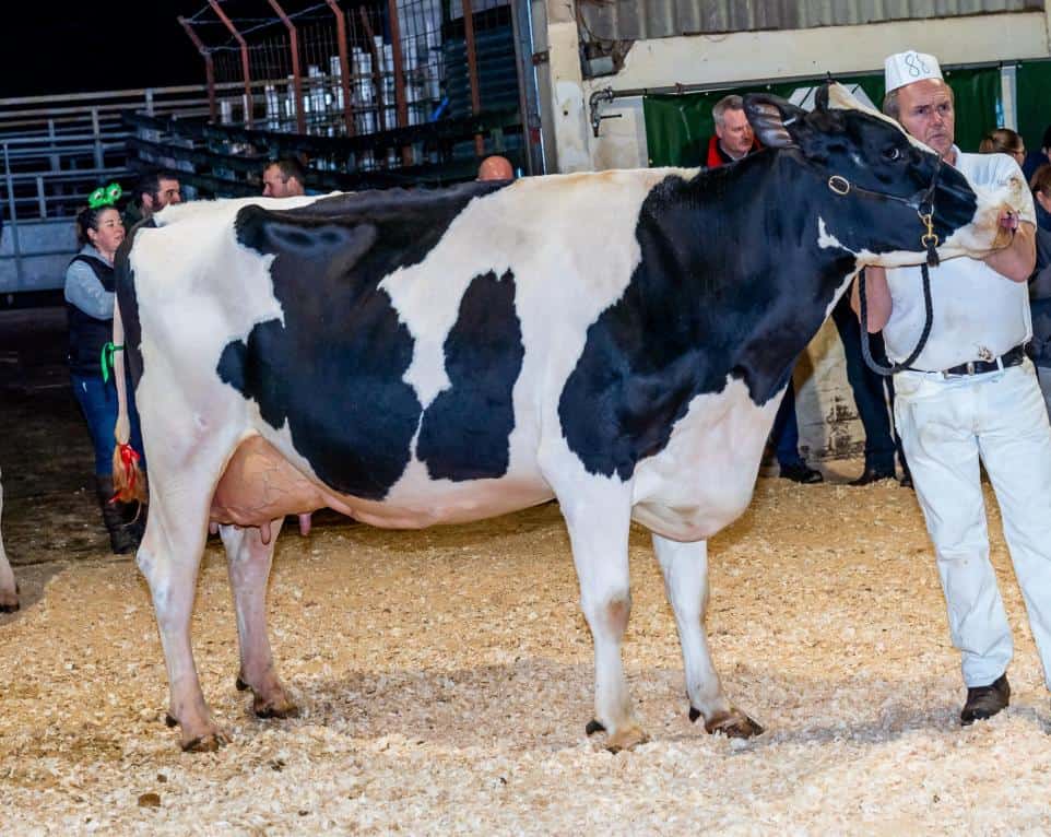 SW Scotland Dairy Show attracts new and quality entries