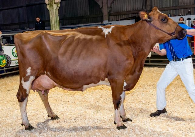 SW Scotland Dairy Show attracts new and quality entries1