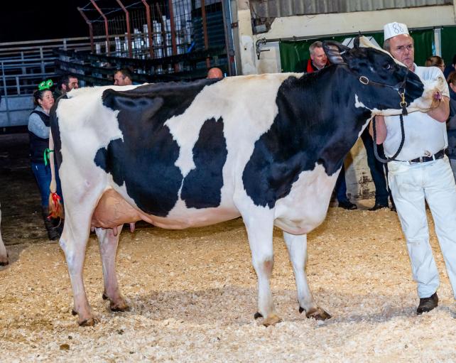 SW Scotland Dairy Show attracts new and quality entries2