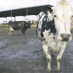 Slower exports help depress U.S. milk prices