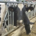 Cows could be evaluated on numerous traits using a Canadian camera-based system that could replace the need for on-farm classification. Photo: File