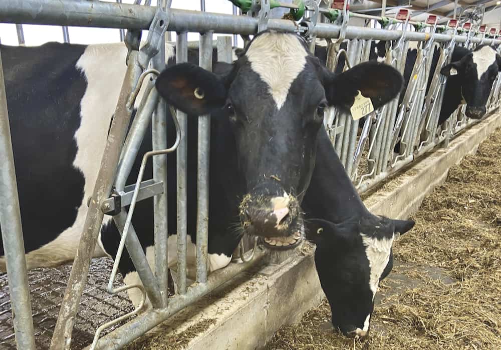 Cows could be evaluated on numerous traits using a Canadian camera-based system that could replace the need for on-farm classification. Photo: File