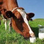 The number of dairy farms in Australia fell by 6 percent in the 2022-23 season