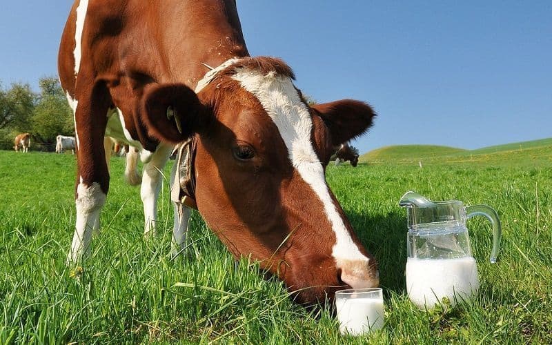 The number of dairy farms in Australia fell by 6 percent in the 2022-23 season