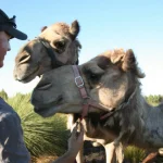 This company aims to disrupt the infant formula and dairy sector … with camel milk