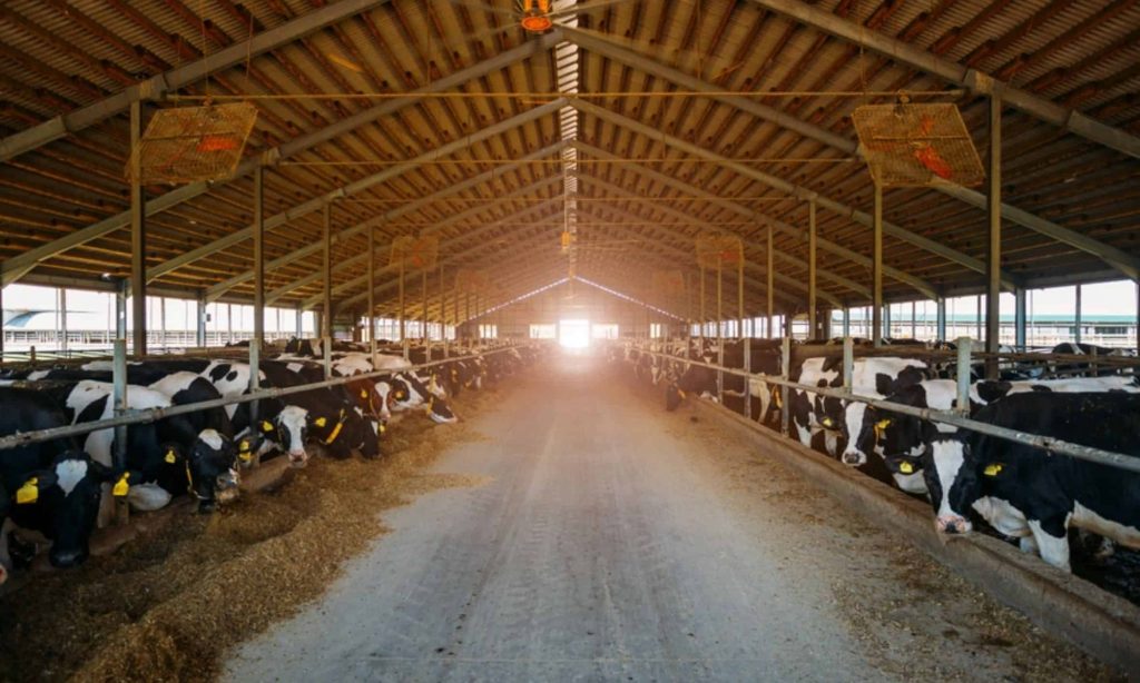 U.S. dairy production trends show substantial change