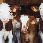 UK dairy industry to be boosted by new export programme