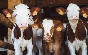 UK dairy industry to be boosted by new export programme