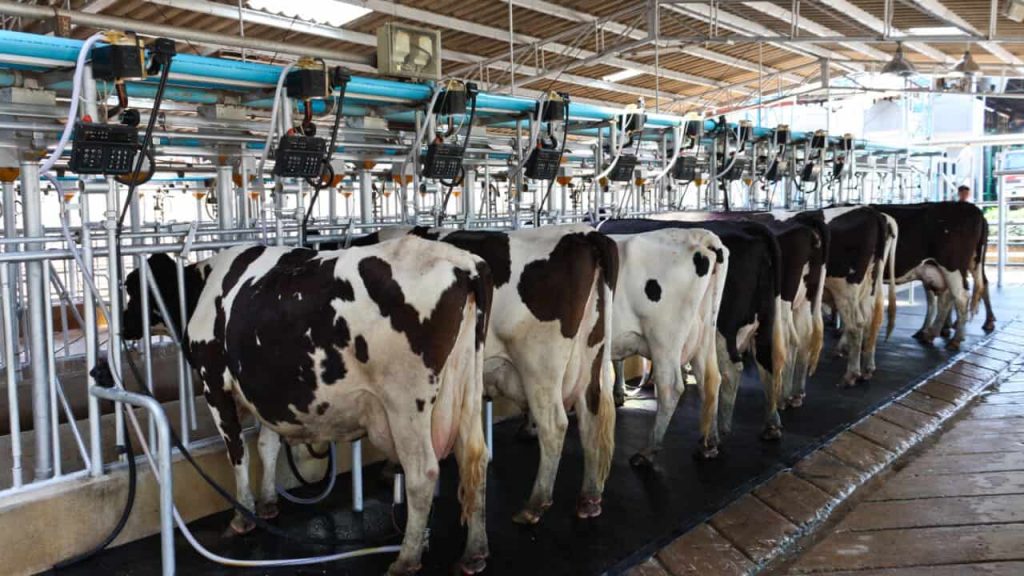Upsides’ for milk price going into 2024 – Rabobank