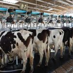 Upsides’ for milk price going into 2024 – Rabobank