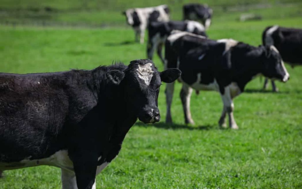 Westpac sets intensity-based emissions target for farms it loans to