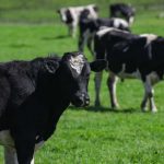 Westpac sets intensity-based emissions target for farms it loans to