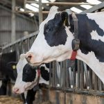 What you need to know about Q fever in dairy herds