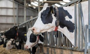 What you need to know about Q fever in dairy herds