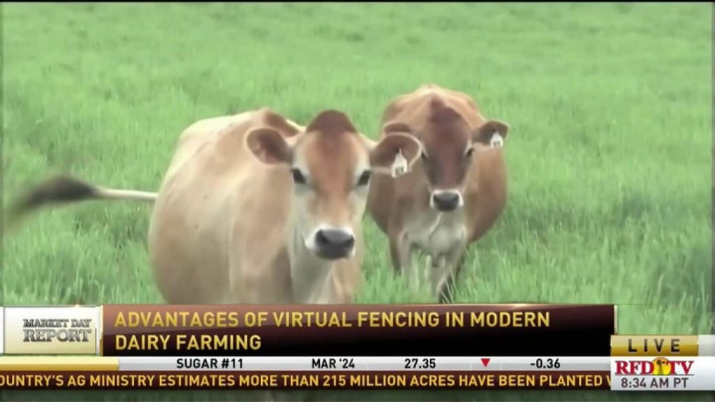 Wisconsin dairy farm pioneers virtual fencing with innovative cattle management