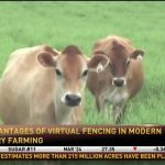 Wisconsin dairy farm pioneers virtual fencing with innovative cattle management