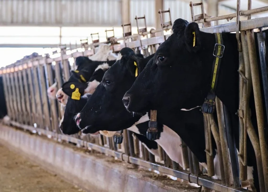 6 dairy giants pledge to disclose methane emissions