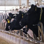 6 dairy giants pledge to disclose methane emissions