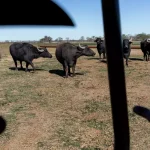 A water buffalo dairy