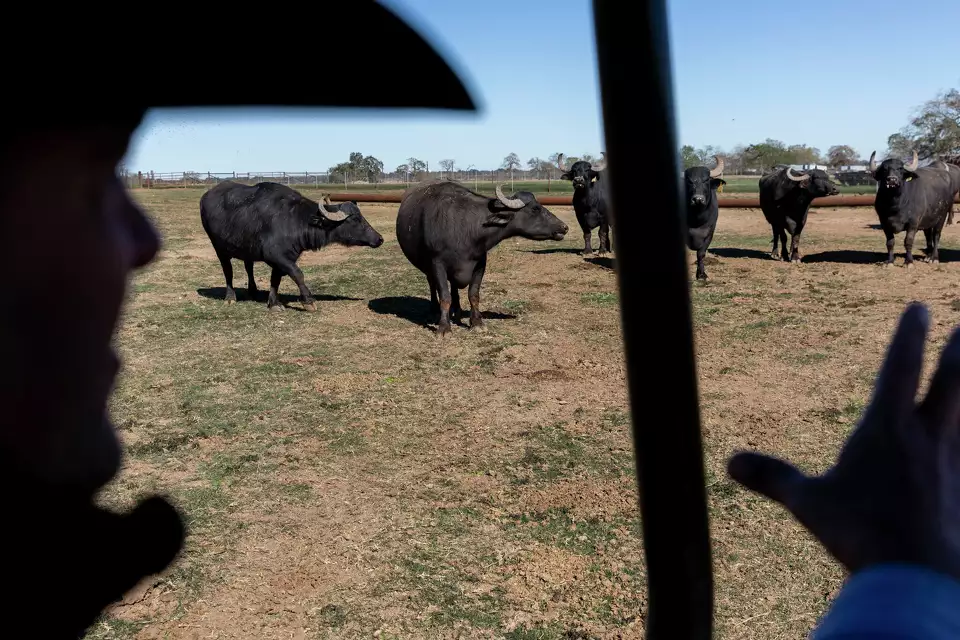 A water buffalo dairy