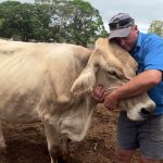 Australia's shrinking dairy industry continues to wither as milk is trucked across the country