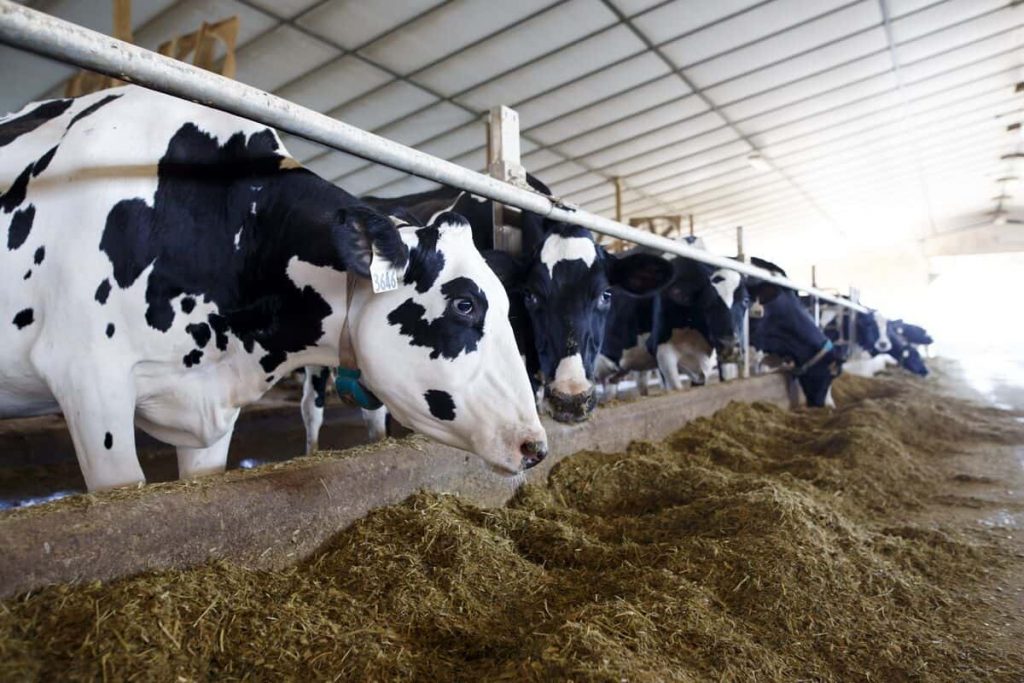 Canada’s Dairy Rate Quota Allocations Continue to be an Issue