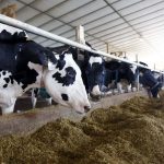 Canada’s Dairy Rate Quota Allocations Continue to be an Issue