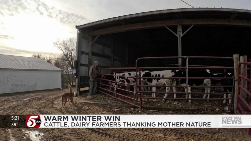 Cattle, dairy farmers appreciate unusually mild start to winter