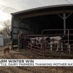 Cattle, dairy farmers appreciate unusually mild start to winter