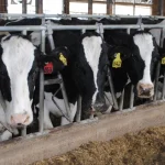 Check all options before investing in robotic milkers