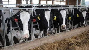 Check all options before investing in robotic milkers