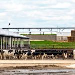 Cows-first approach at Quail Ridge Dairy