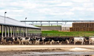 Cows-first approach at Quail Ridge Dairy