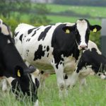 Dairy-Adding-value-through-use-of-sexed semen