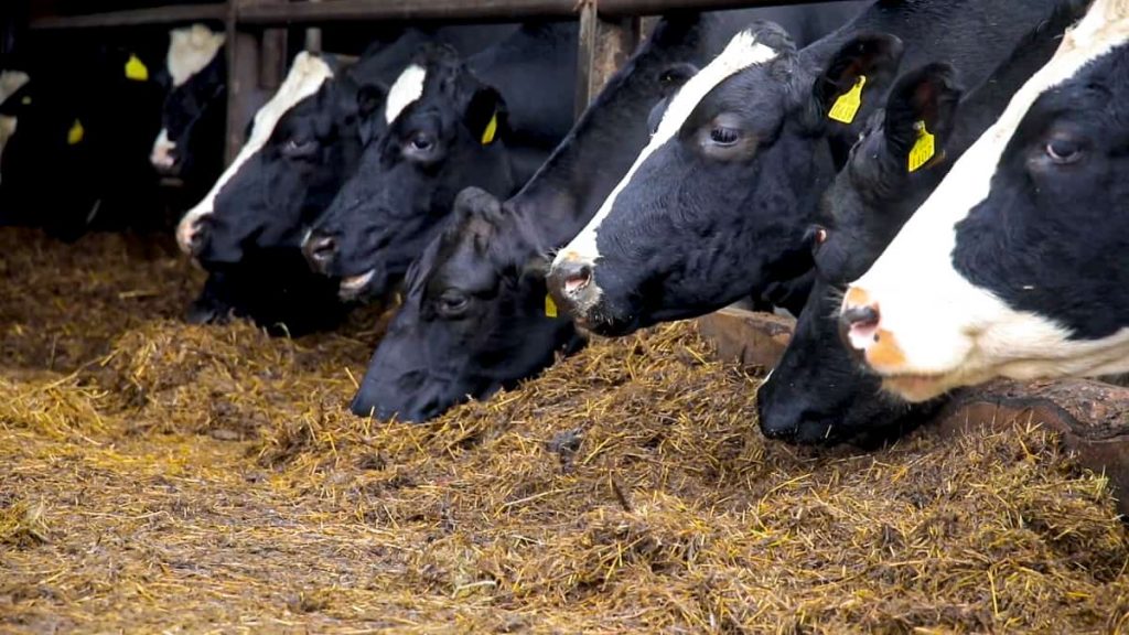 Dairy advice Managing fodder supplies on farms