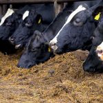 Dairy advice Managing fodder supplies on farms