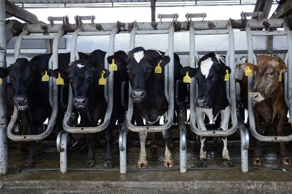 Dakin Dairy Farms cows are mechanically milked. The farm is being sold and owner Jerry Dakin hopes the farm will remain in agriculture. It is one of the last dairy farms in Manatee County.