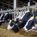 Dairy cows in good condition for winter breeding season