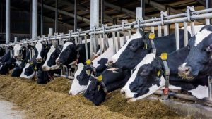 Dairy cows in good condition for winter breeding season