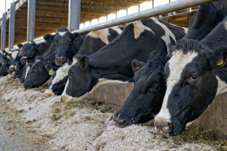 Dairy farmers have been on a sustainability journey long before it was a buzzword