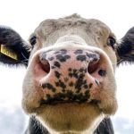 Dairy farmers lead rebound in sector confidence