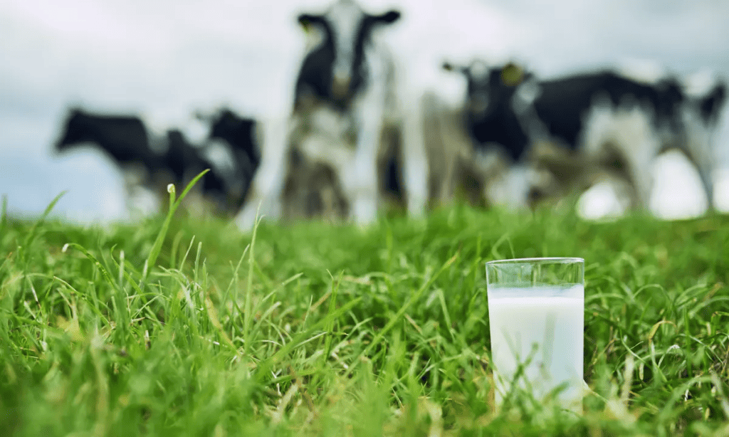 Dairy farmers losing patience- ICMSA