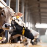 Dairy farmers must prepare for climate change