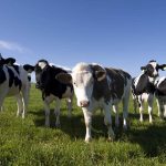 Dairy giants pledge to disclose methane emissions for first time