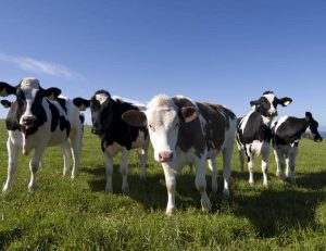 Dairy giants pledge to disclose methane emissions for first time