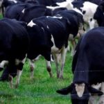 Dairy prices rise, volumes drop at auction -GDT Events