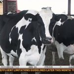 Data is driving decisions on dairy farms