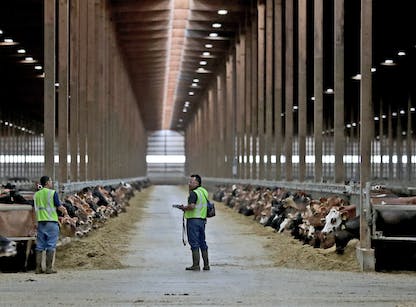 Dozens of Minnesota dairy farms folded in November, alarming farm advocates